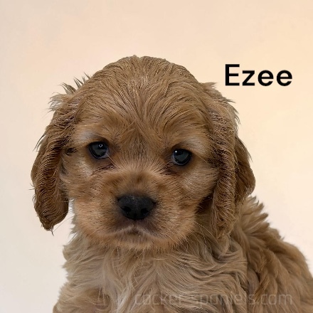 puppy, for, sale, Cocker Spaniel, Joe & Cherri  Overlease, dog, breeder, Miller, MO, dog-breeder, puppy-for-sale, forsale, nearby, find, puppyfind, locator, puppylocator, aca